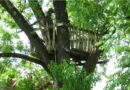 What Makes Tree House Plans Essential in Modern Tree Living Designs