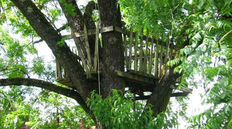 What Makes Tree House Plans Essential in Modern Tree Living Designs