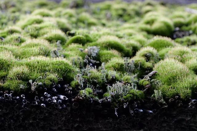 archdaily green roof