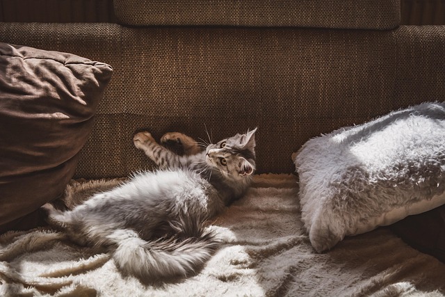 couch pillow
