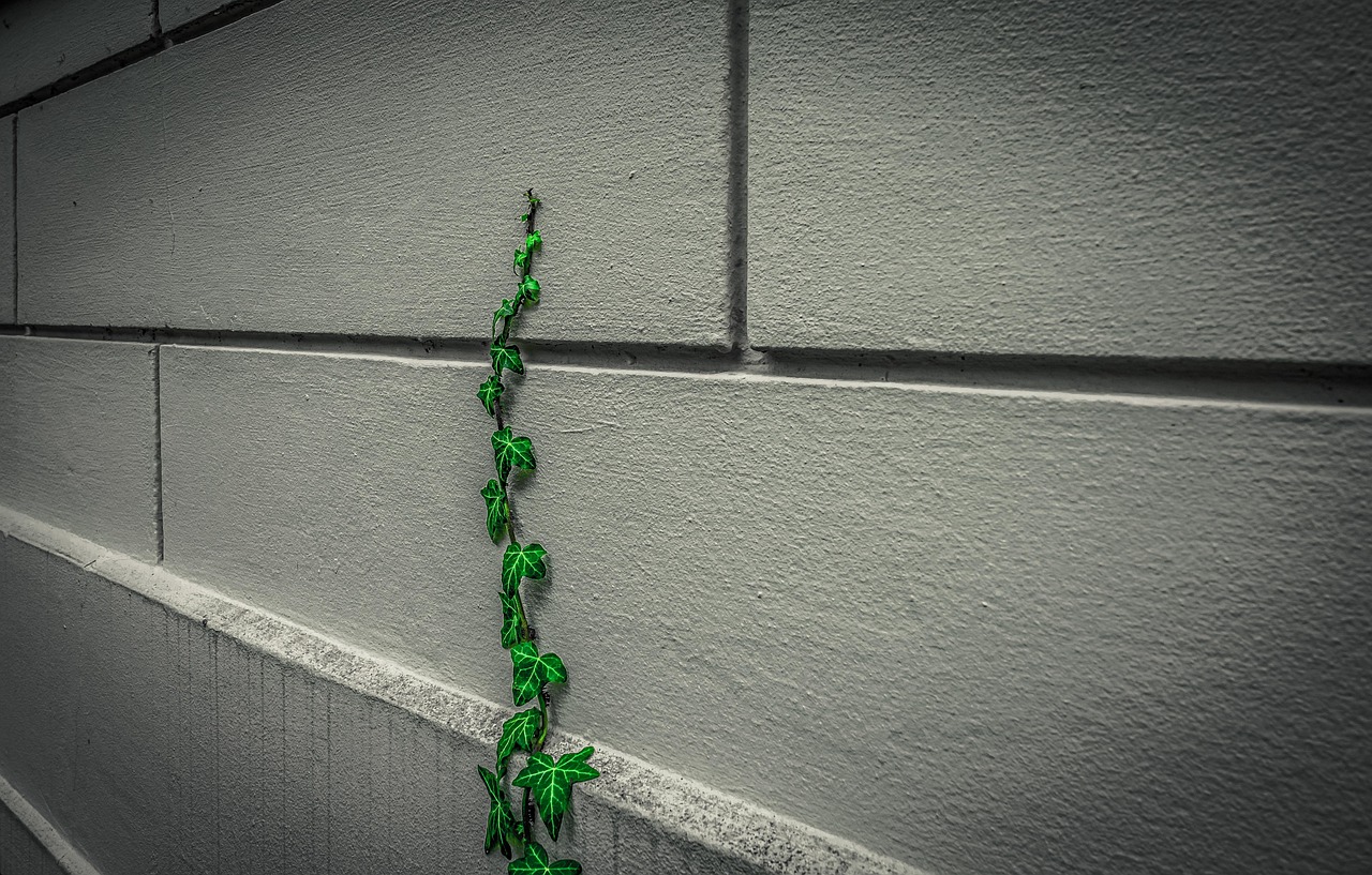 ivy, facade, climber plant, wall, building, housewall, nature, vegetation, plant, stone, green, house facade