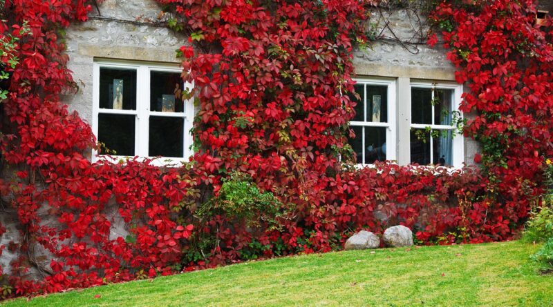 architecture, autumn, beauty, building, color, cottage, fall, house, ivy, leaf, nature, plant, red, residential, vine, wall, window, helix, cottage, cottage, cottage, cottage, cottage, fall, house, ivy, red, window