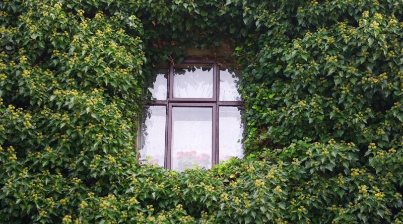 window, green, house, homemade, architecture