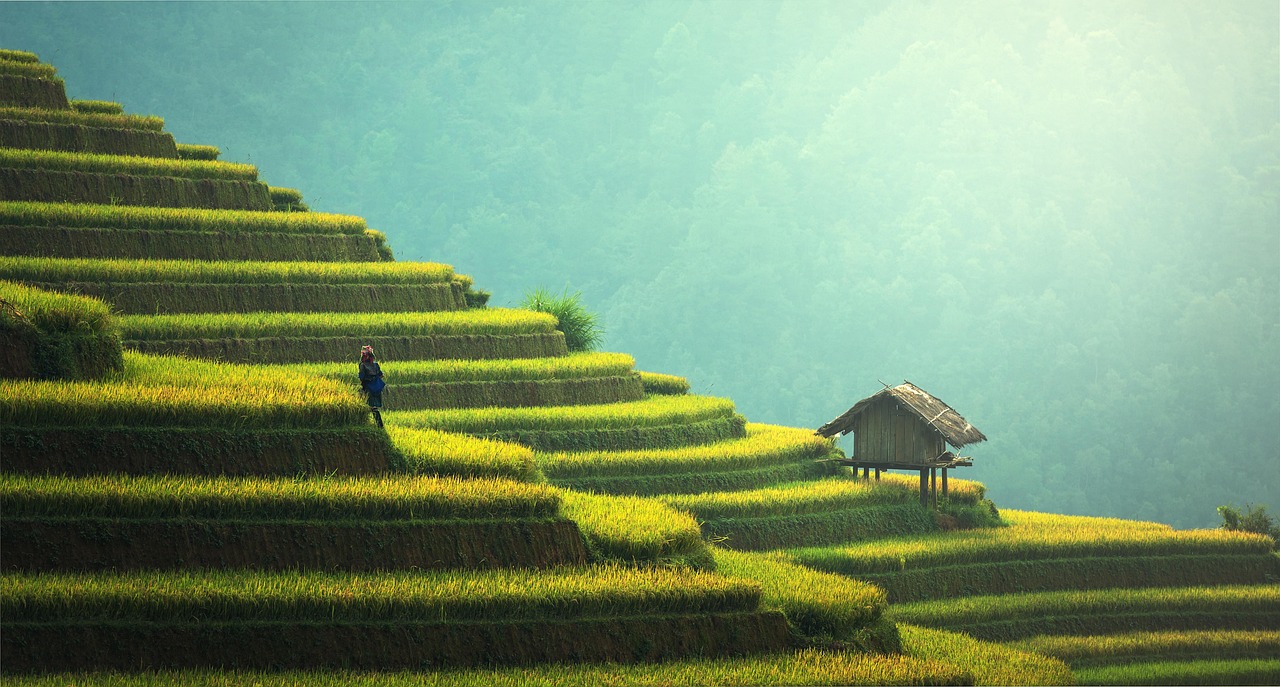 agriculture, rice plantation, thailand, rice, vietnamese, nature, green, ecology, myanmar, burma, growth, countryside, malaysia, bali, plantation, hills, indochina, terraces, garden, gardening, environment, cambodia, asia