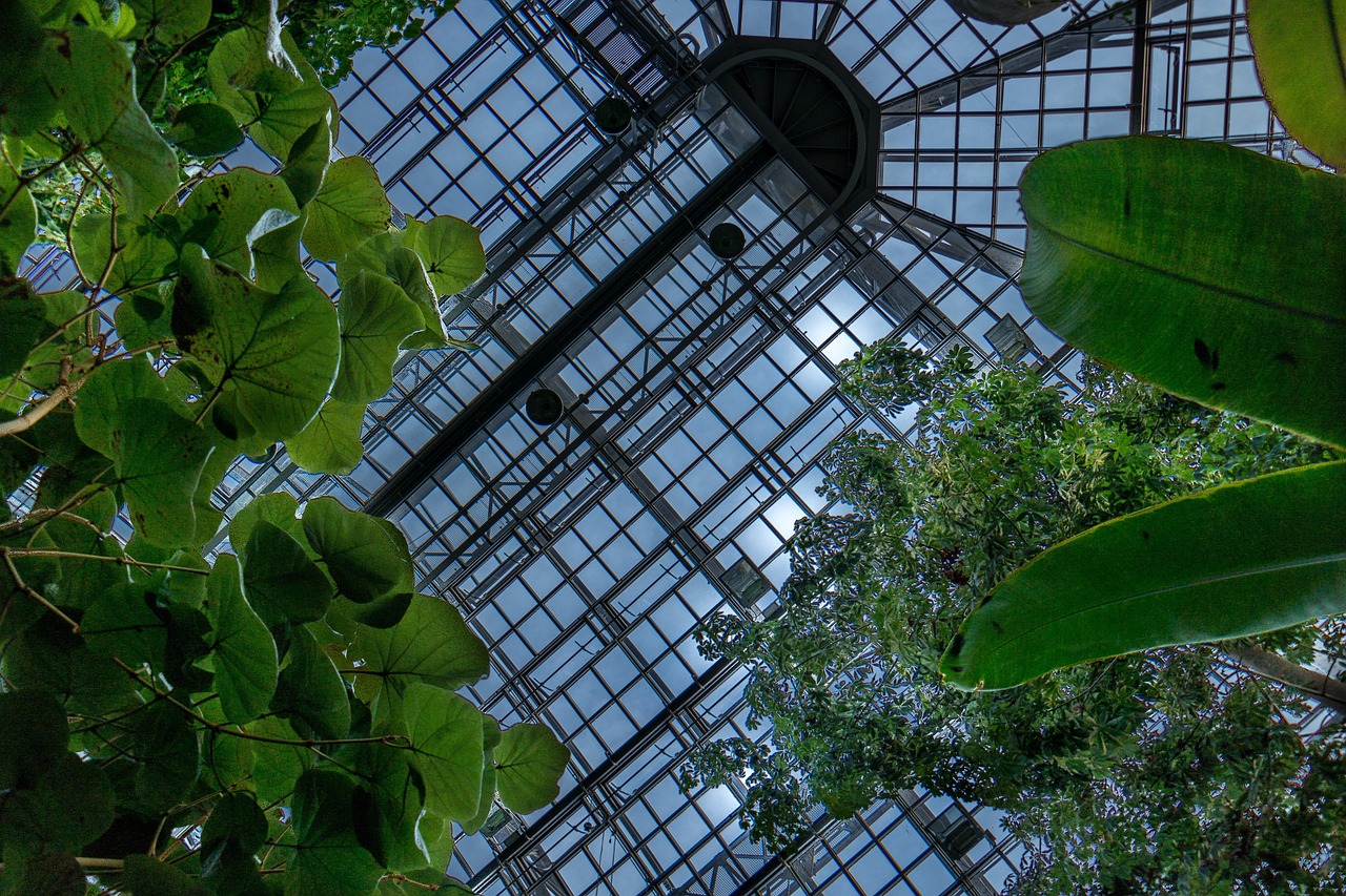 berlin, greenhouse, botanical garden, garden, nature, leaves, architecture, ceiling, green
