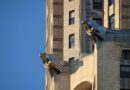 chrysler building, gargoyles, new york, skyscraper, new york city, manhattan, chrysler building, chrysler building, chrysler building, chrysler building, chrysler building