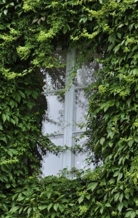 green, window, house, plant, reflection, nature, summer, design, home, architecture, kitchen, sunshine, barn, gateway, tree, cave, model, girl, landscape, glass, green home, green house, green kitchen, green window, green model, green glass, green design, green sunshine, green glasses