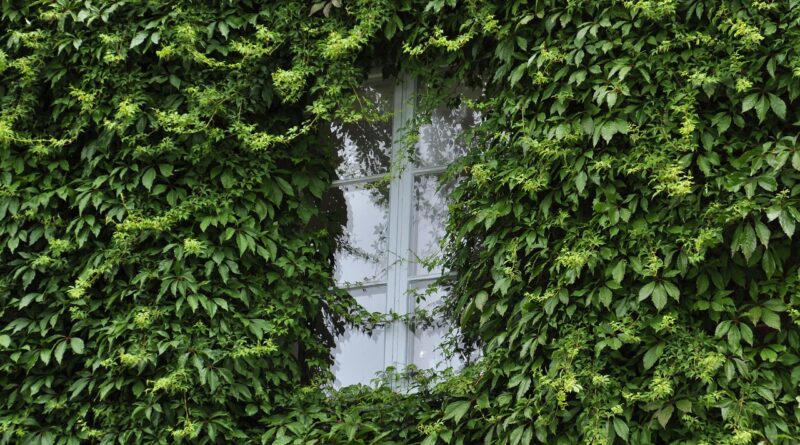 green, window, house, plant, reflection, nature, summer, design, home, architecture, kitchen, sunshine, barn, gateway, tree, cave, model, girl, landscape, glass, green home, green house, green kitchen, green window, green model, green glass, green design, green sunshine, green glasses