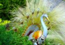 peacock, figure, sheet, garden decoration, metal, garden figure