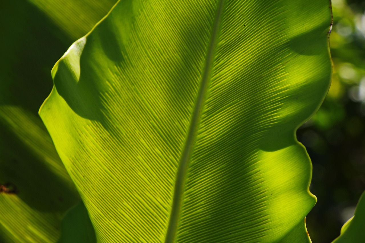 green, leaf, nature, blade, plant, type