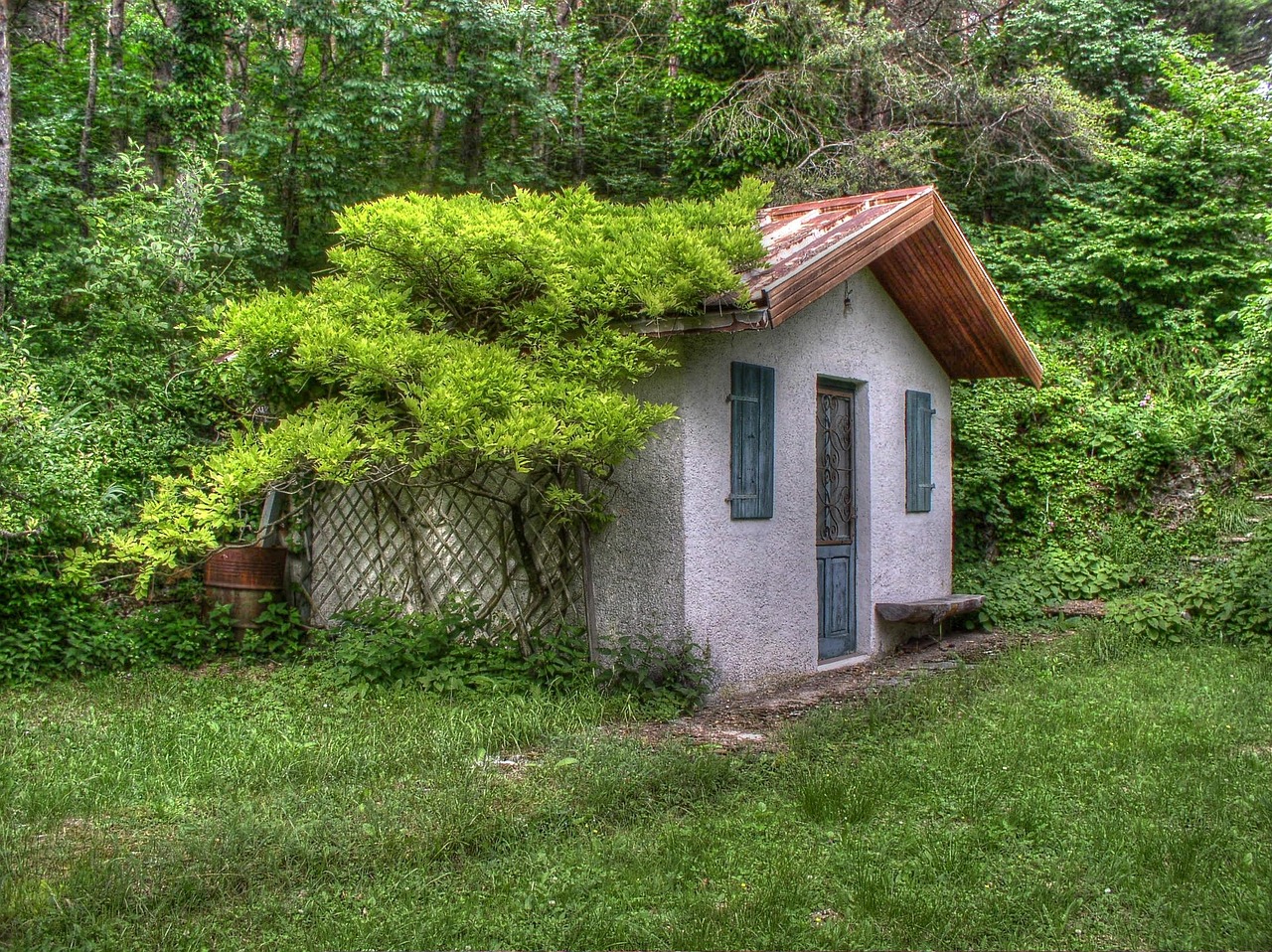 small house, vines, nature, trees, scene, green house