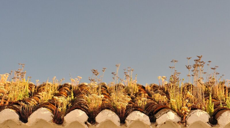 green, roof, nature, environment, architecture, spain, south, sun