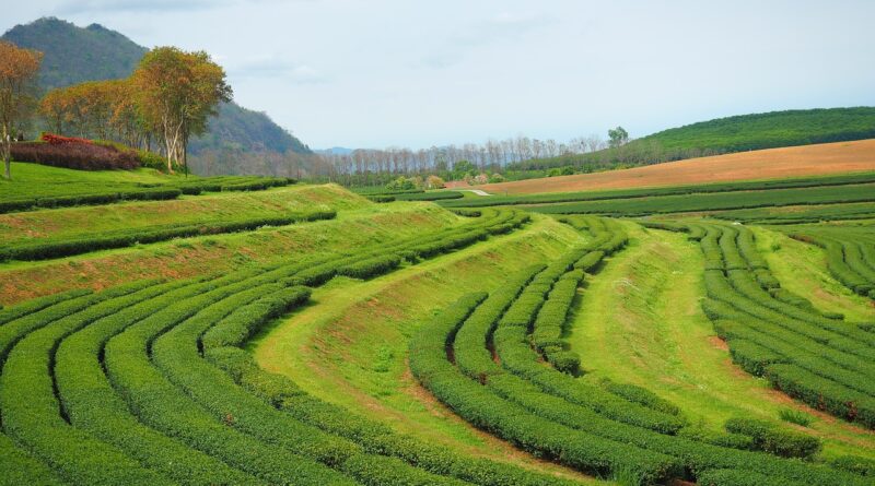tea leave firm, chaing mai, thailand, green tea, chaing mai, chaing mai, chaing mai, chaing mai, chaing mai, green tea