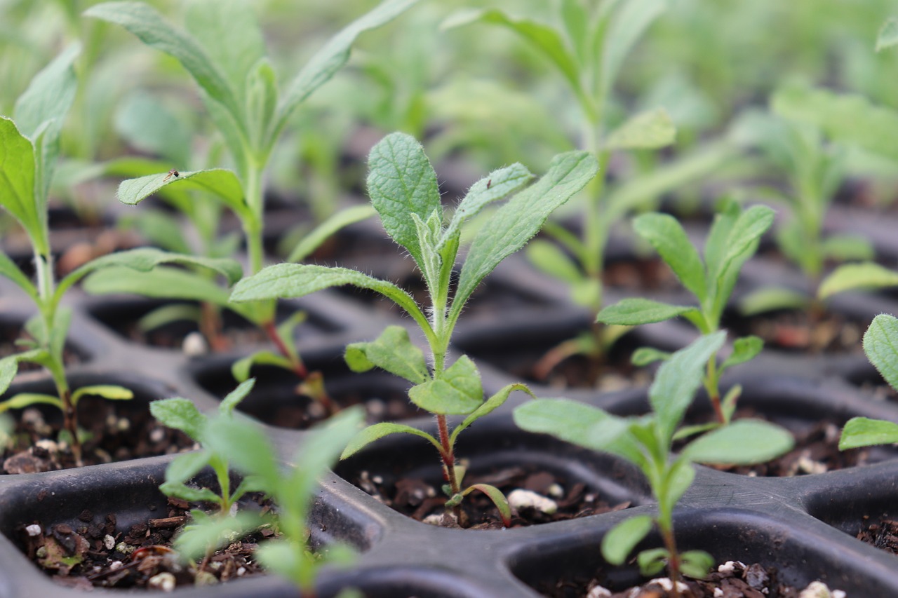 seedling, grow, plant, sustainable, sustainability, ecologically, föj, nature, seed, close up, plant breeding, leaves, spriesling, arable, environment, ground, shoots, earth day, earth, day, green, growth