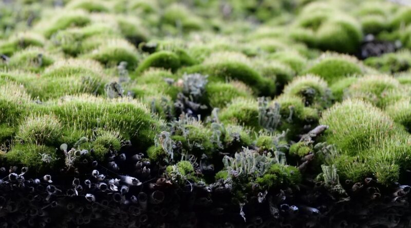 reed roof, thatched roof, moss, reed, overgrown, green roofs, green, mossy, weave, moss, moss, green roofs, green roofs, green roofs, green roofs, green roofs, green, mossy